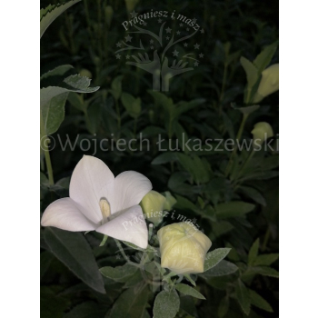 Platykodon biały-Platycodon grandiflorus
