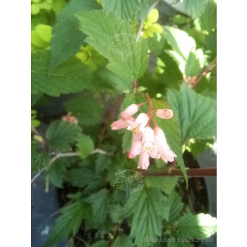 Neilia tybetańska-Neillia thibetica