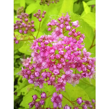 Tawuła japońska Golden Princess-Spiraea japonica