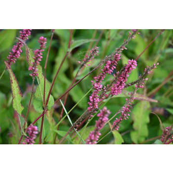 Rdest himalajski Keep Smiling - Persicaria amplexicaulis