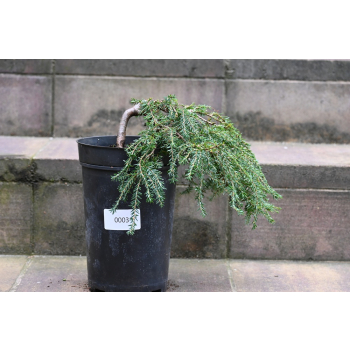 Choina kanadyjska Cole's Prostrate -Tsuga canadensis 0003