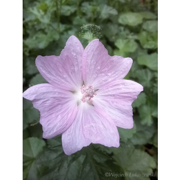 Ślaz piżmowy różowy-Malva moschata