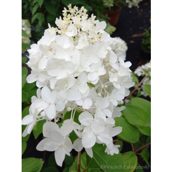 Hortensja bukietowa Lammetje-Hydrangea paniculata