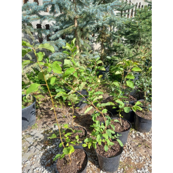 Obiela groniasta-Exochorda racemosa