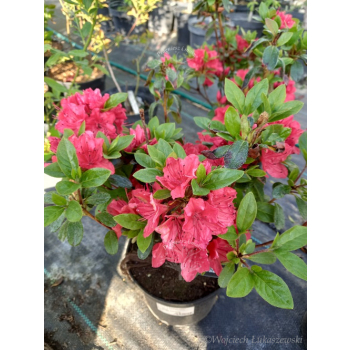 Azalia japońska - Azalea japonica