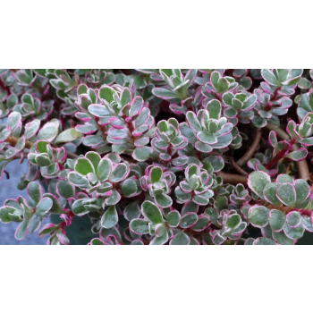 Rozchodnik Tricolor - Sedum spurium
