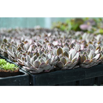 Rojnik ogrodowy Aquila - Sempervivum hybridum Rojnik ogrodowy Aquila - Sempervivum hybridum