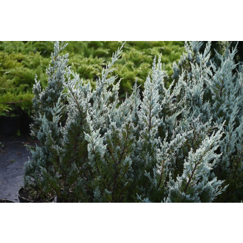 Jałowiec skalny Moonglow - Juniperus scopulorum