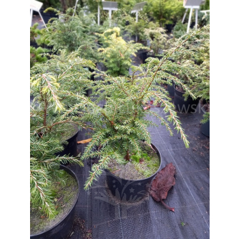 Choina kanadyjska-Tsuga canadensis