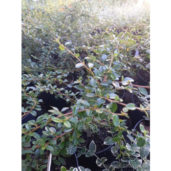 Irga okrywowa-Cotoneaster