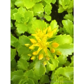 Rozchodnik kaukaski-Sedum spurium