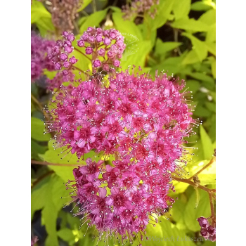Tawuła japońska Goldflame - Spiraea japonica