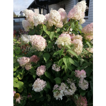 Hortensja bukietowa Phantom-Hydrangea paniculata