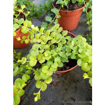 Tojeść rozesłana-Lysimachia nummularia Goldilocks