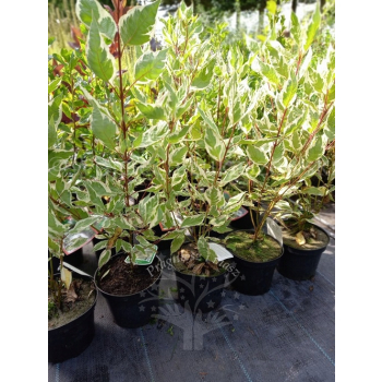 Dereń biały Elegantissima-Cornus alba