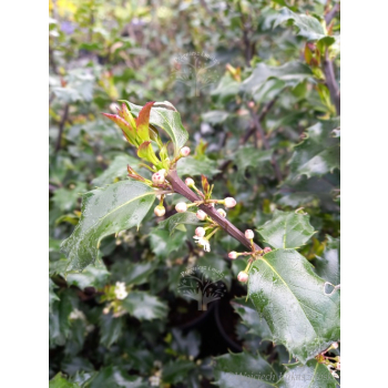 Ostrokrzew Blue Princess-Ilex x meserveae