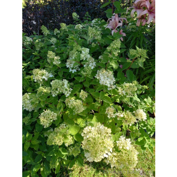 Hortensja Harry's Souvenir-Hydrangea paniculata