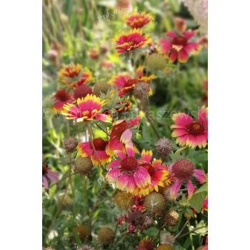 Gailardia niska-Gaillardia aristata