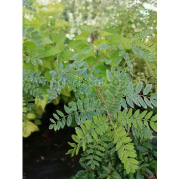 Amorfa krzewiasta-Amorpha fruticosa