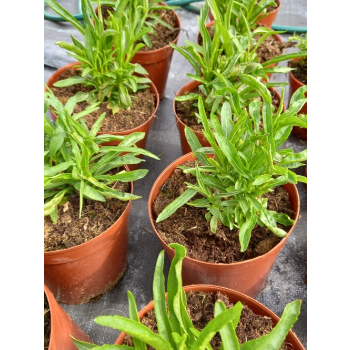 Odętka wirginijska Alba - Physostegia virginiana