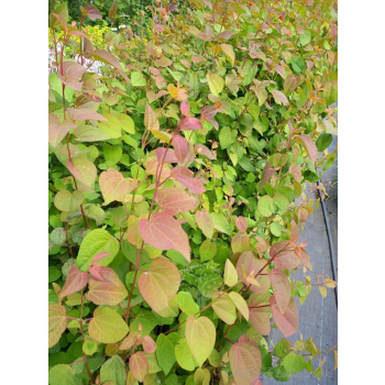 Grujecznik japoński-Cercidiphyllum japonicum