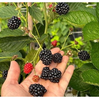 Jeżyna Juhas - Rubus fruticosus