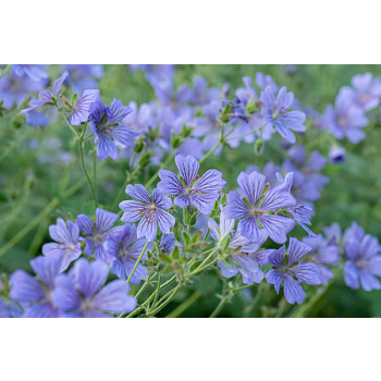 Bodziszek Renarda Philippe Vapelle - Geranium renardii