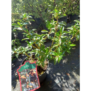 Ostrokrzew Cousin-Ilex
