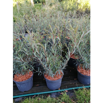 Wierzba purpurowa Nana - Salix purpurea Nana