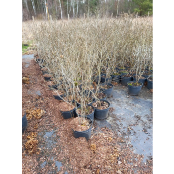 Fotergilla olszolistna Suzanne-Fothergilla gardenii