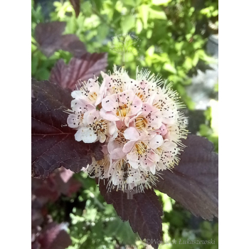 Pęcherznica kalinolistna Lady in Red-Physocarpus opulifolius