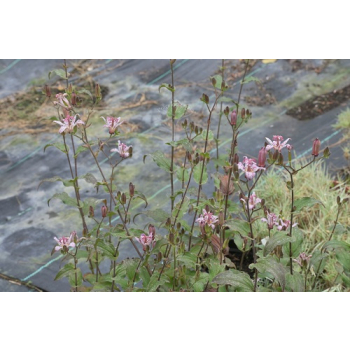 Trójsklepka owłosiona - Tricyrtis hirta