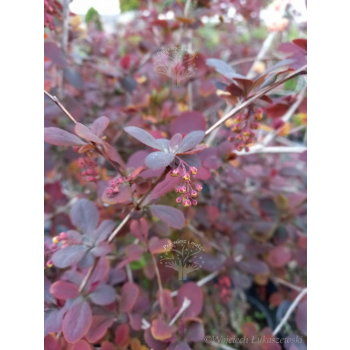 Berberys Thunberga Atropurpurea-Berberis thunbergii