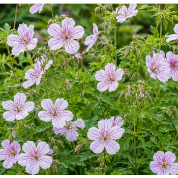Bodziszek versicolor - Geranium