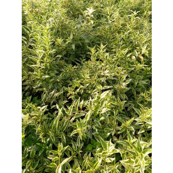 Żylistek wysmukły Marmorata-Deutzia gracilis