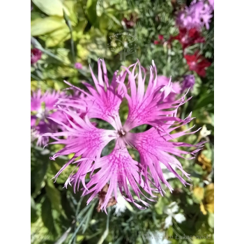 Goździk wspaniały-Dianthus superbus