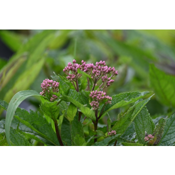 Sadziec Baby Joe - Eupatorium maculatum