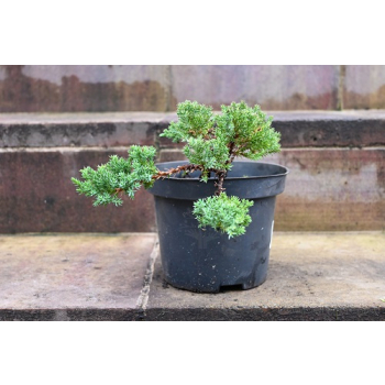 Jałowiec rozesłany Nana - Juniperus procumbens 0018