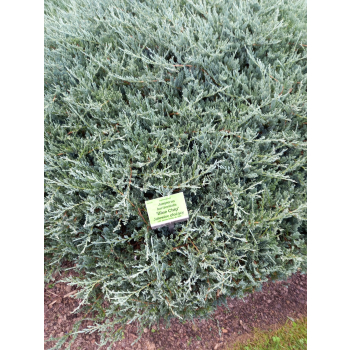 Jałowiec płożący Blue Chip - Juniperus horizontalis