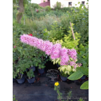Tawuła Douglasa-Spiraea douglasii