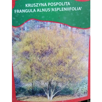 Kruszyna pospolita Aspleniifolia-Frangula alnus