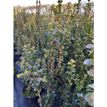 Bukszpan zawszezielony Rotundifolia-Buxus sempervirens