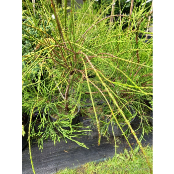 Żywotnik zachodni Filiformis-Thuja occidentalis
