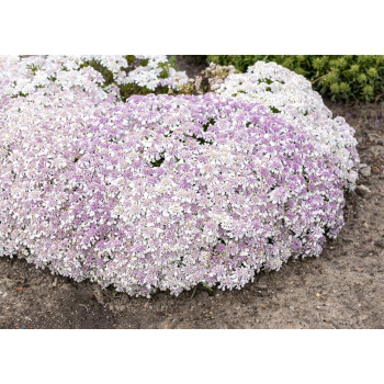 Ubiorek wieczniezielony Pink Ice - Iberis sempervirens