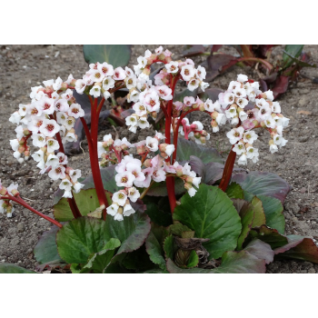 Bergenia sercolistna Jelle - Bergenia cordifolia