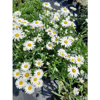 Złocień wielki Silver Princess-Leucanthemum maximum