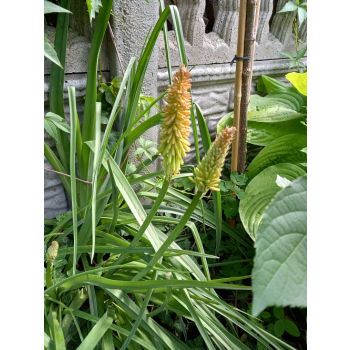 Trytoma groniasta-Kniphofia