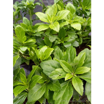 Runianka japońska Green Carpet - Pachysandra terminalis