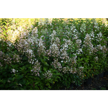 Hortensja bukietowa Pee Wee - Hydrangea paniculata