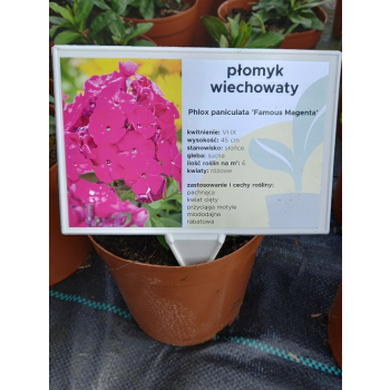 Płomyk wiechowaty Famous Magenta - Phlox paniculata